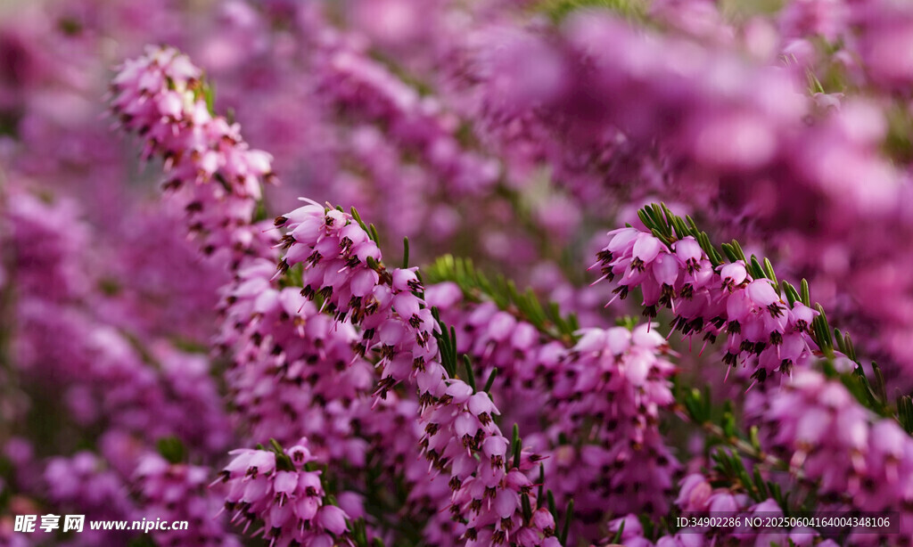紫色繁花绽放的美丽景致