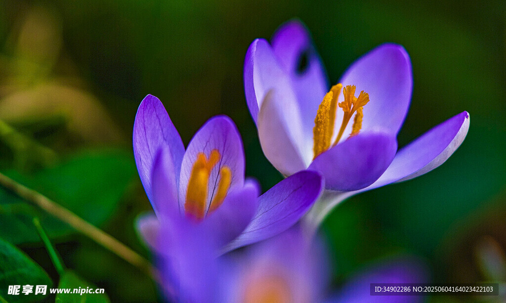 紫色番红花绽放