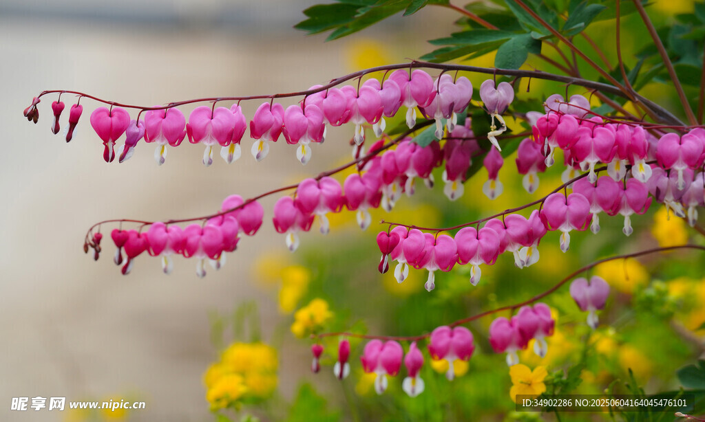 荷包牡丹绽放美丽花朵
