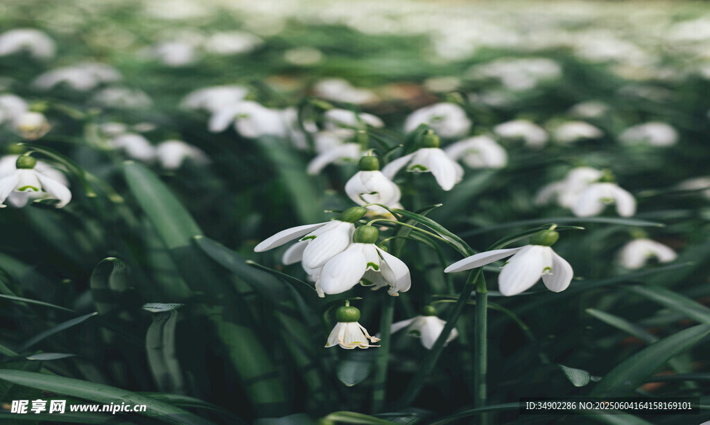 雪滴花绽放的清新景致