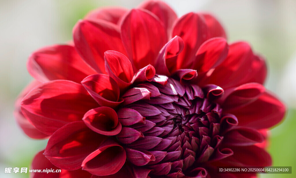 艳丽大丽花特写