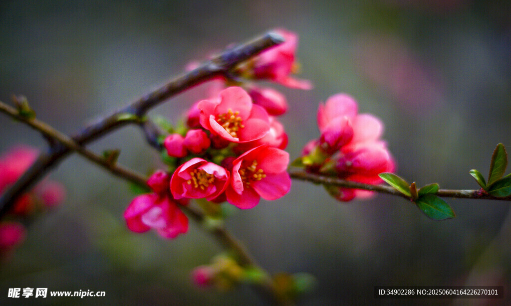 枝头绽放的娇艳粉色花朵