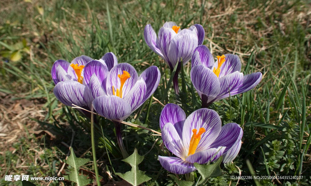 紫色番红花绽放于草地