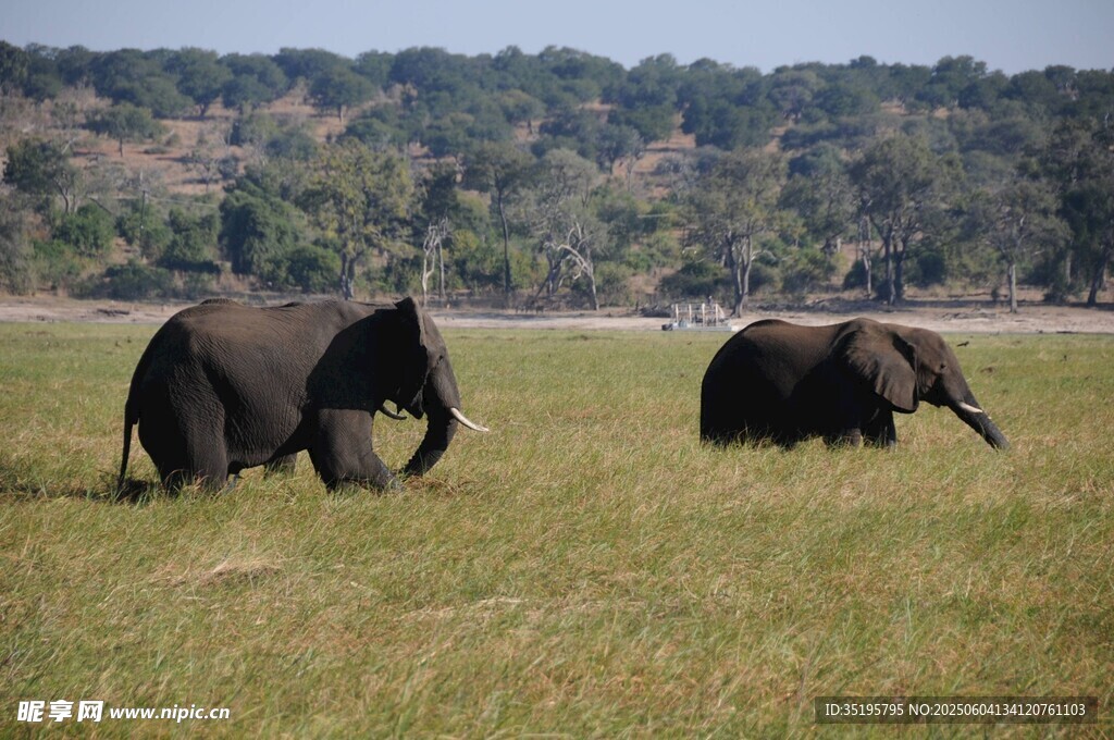 草原上的两头大象