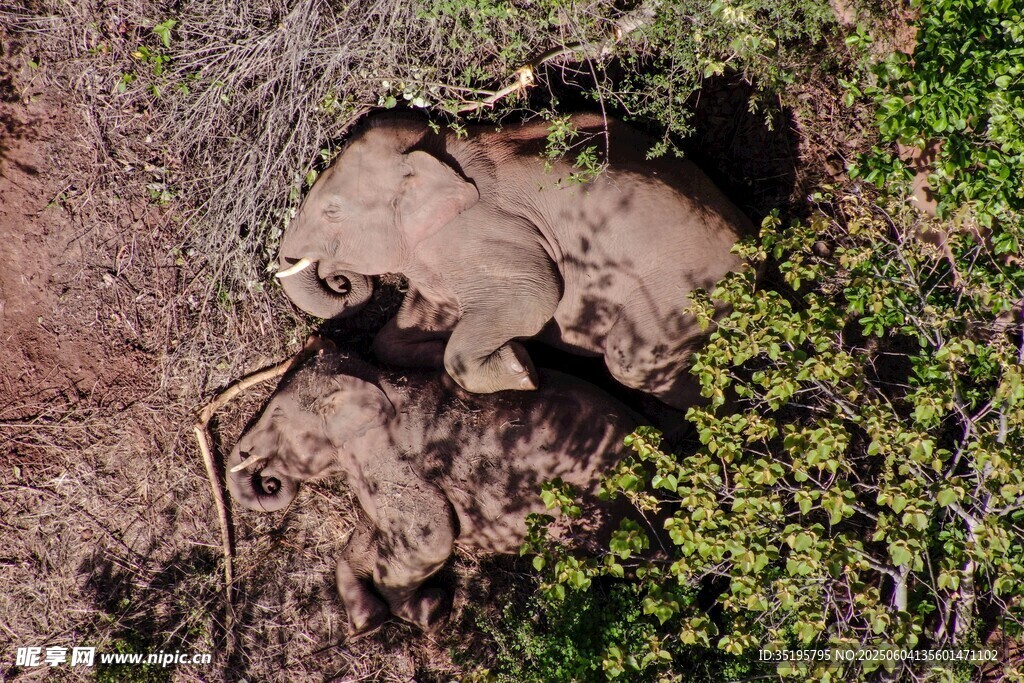地面树根与绿植景象