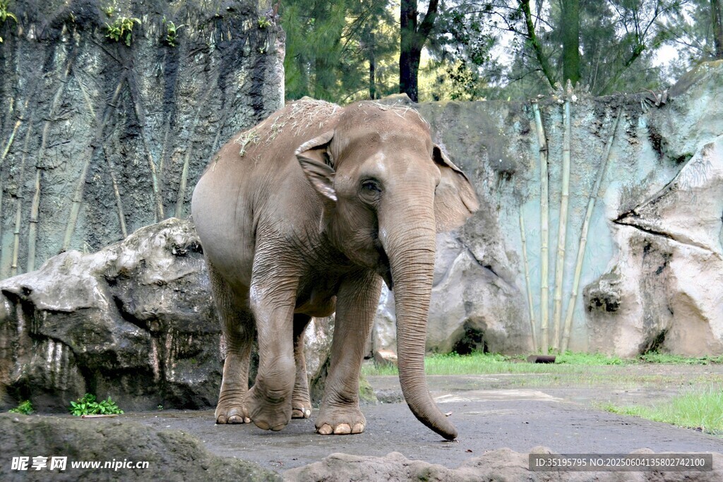 动物园中的大象