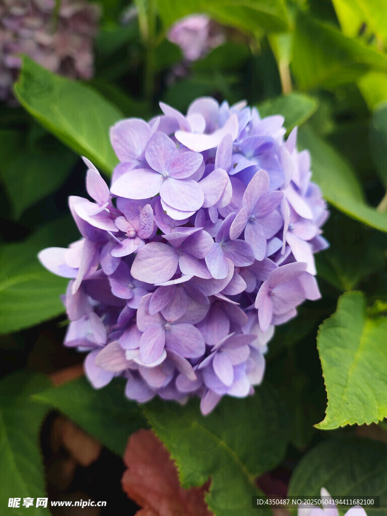 紫色绣球花绽放