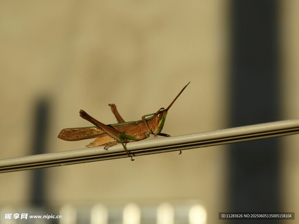 栖息于细杆上的棕色蚂蚱