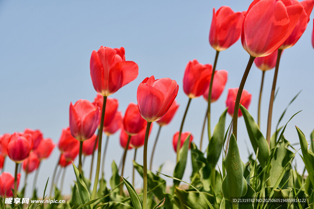 绽放的红色郁金香花丛