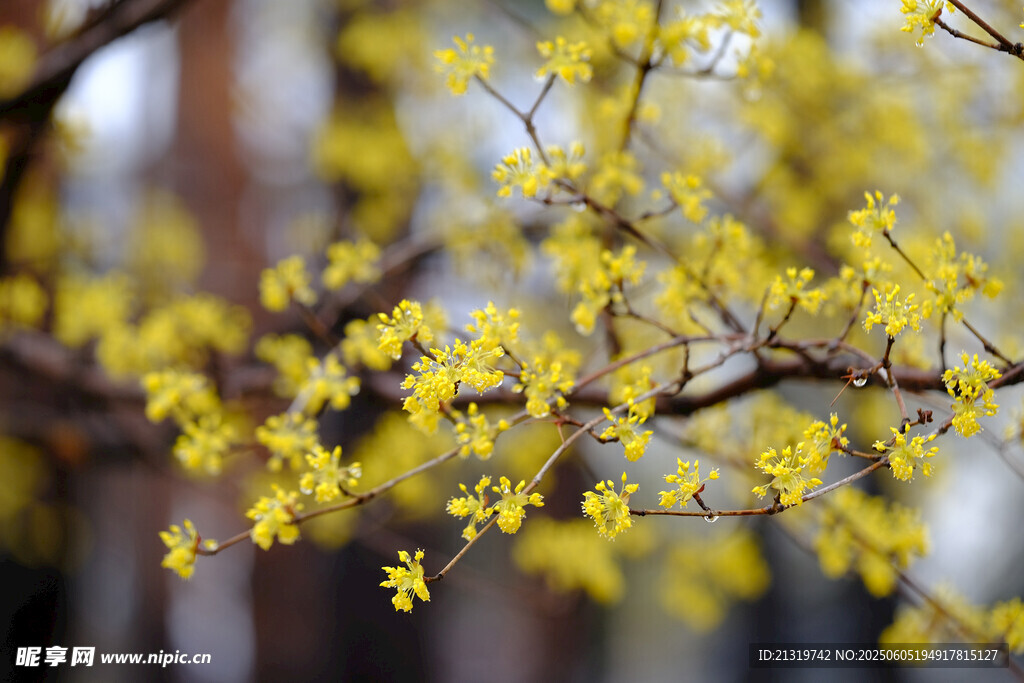 枝头绽放的金黄迎春花