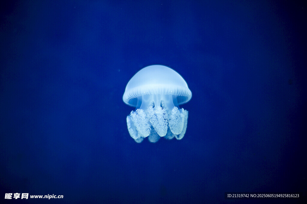 深海中的发光水母