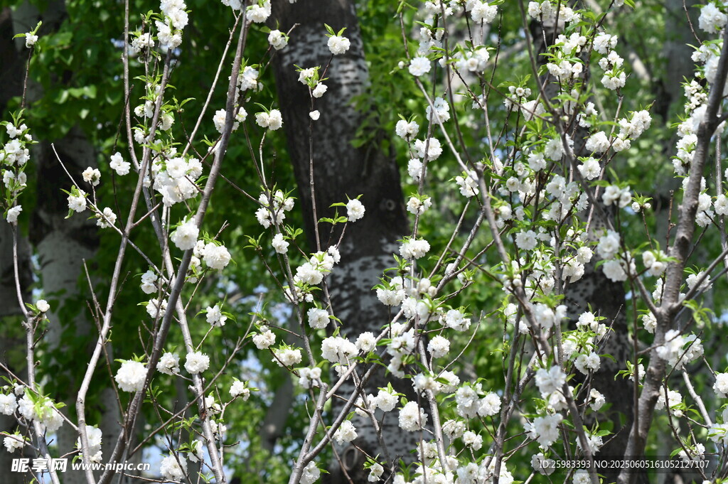 白色桃花
