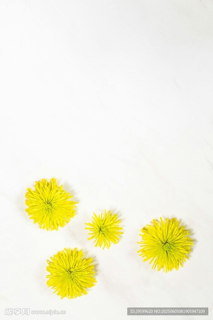 白色背景上的黄色小花