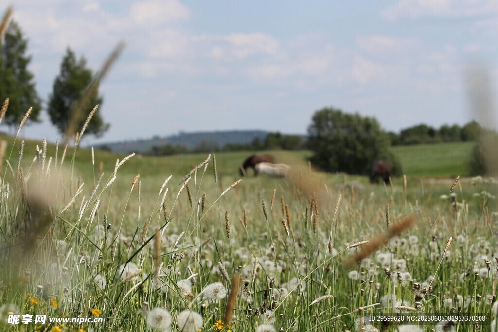 田野中的蒲公英美景
