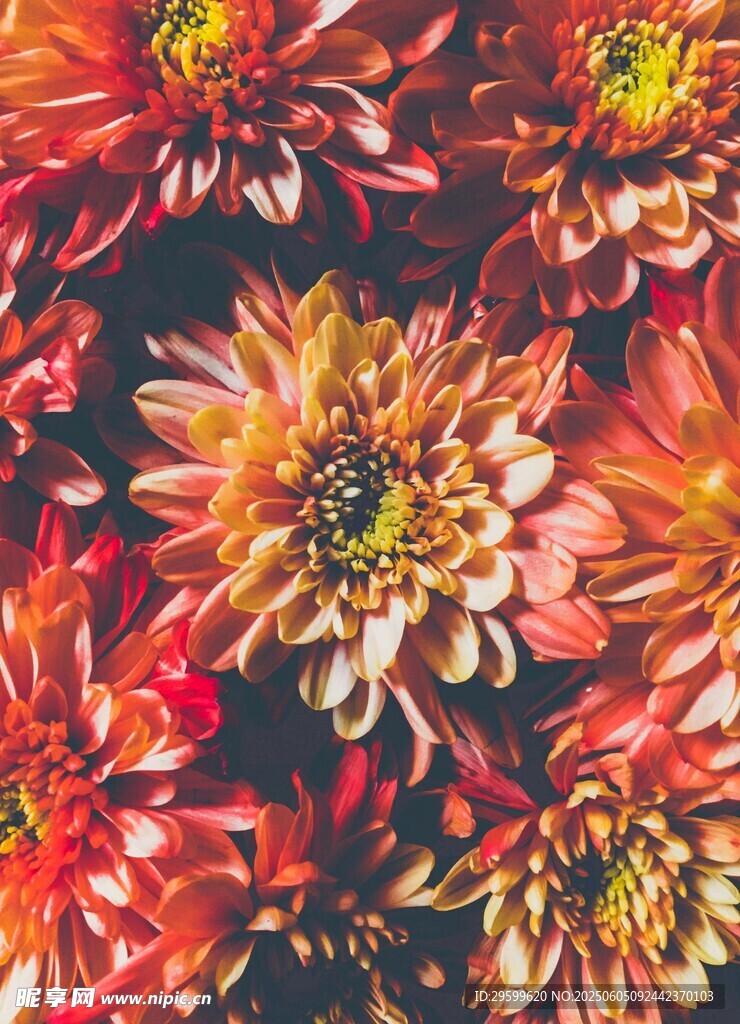 绚丽多彩的菊花花卉图案