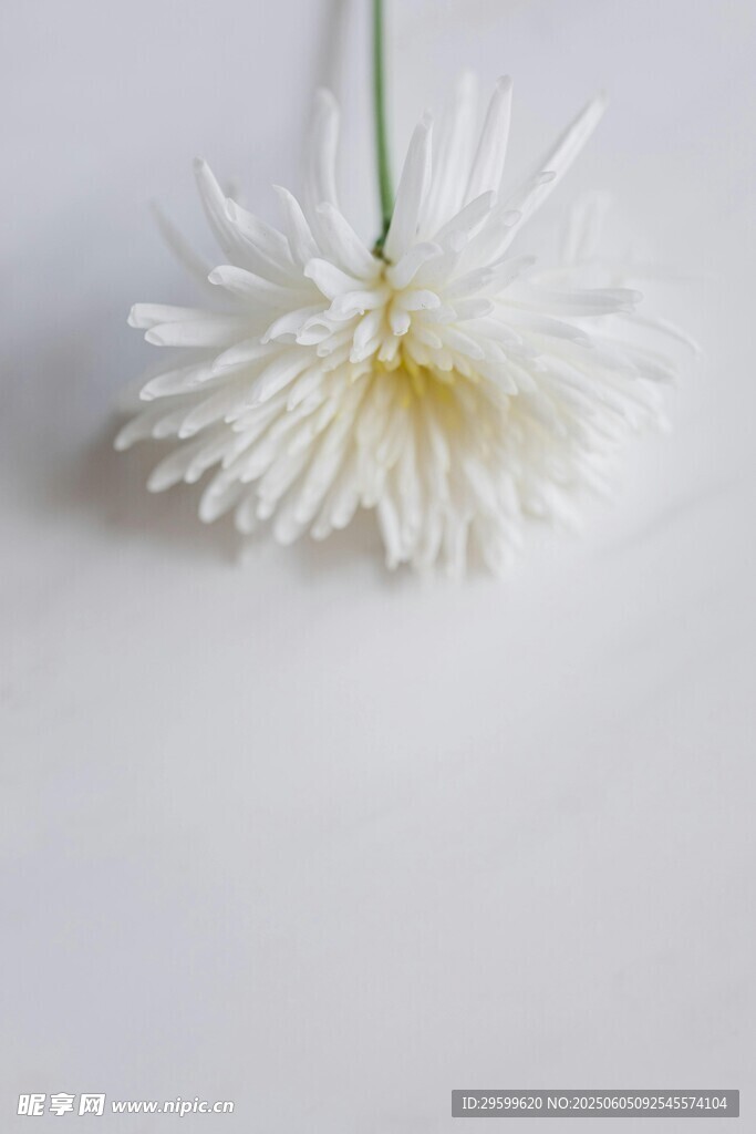 单朵白菊特写