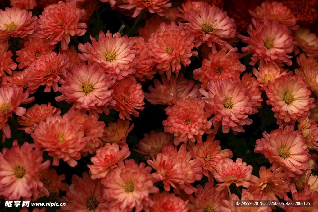 鲜艳红色菊花绽放