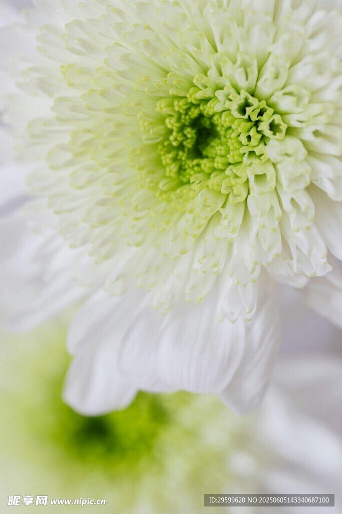 清新白绿菊花特写