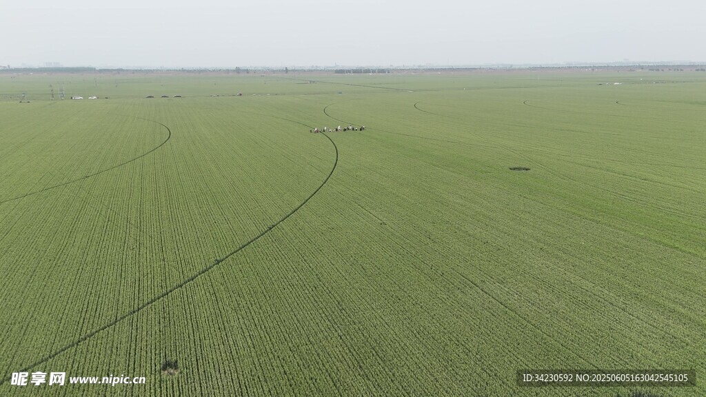 小麦地航拍