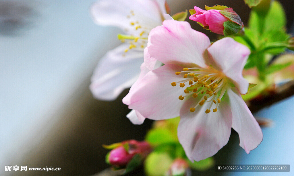 粉嫩绽放的娇艳桃花