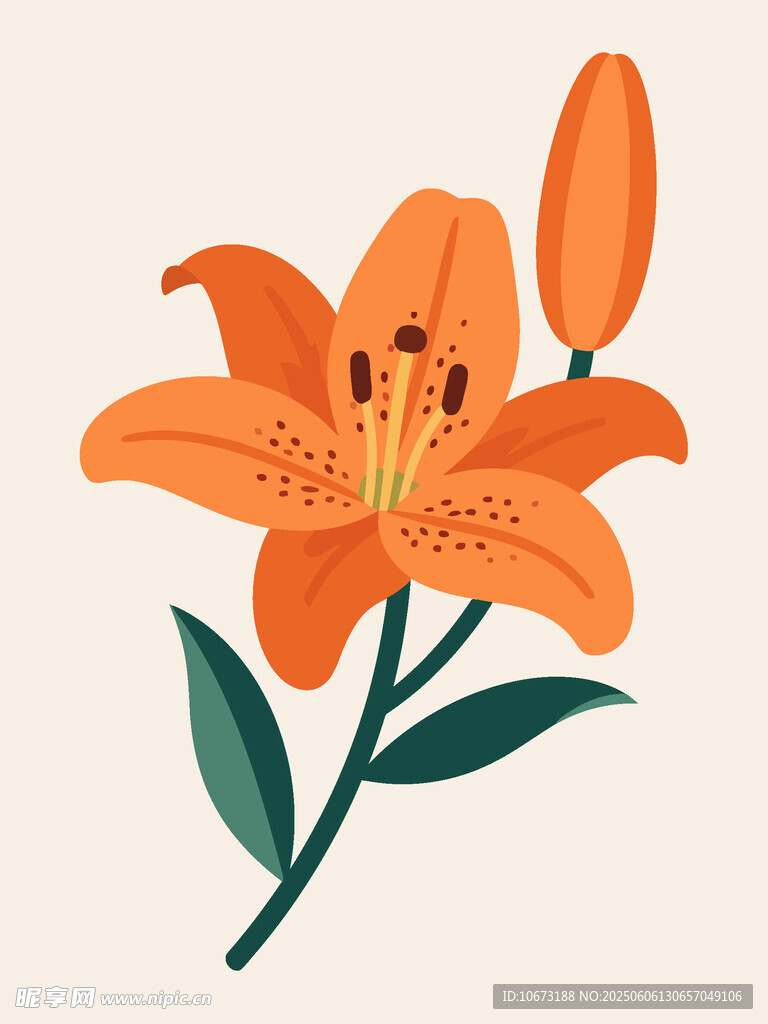 橙色百合花插画