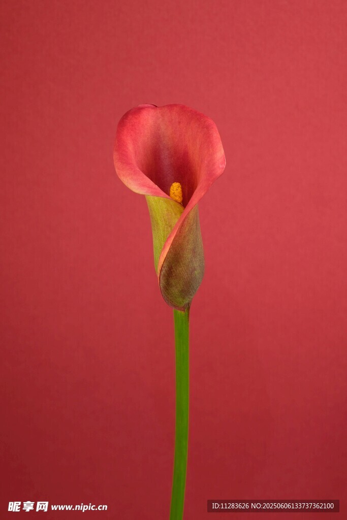 单支粉色马蹄莲