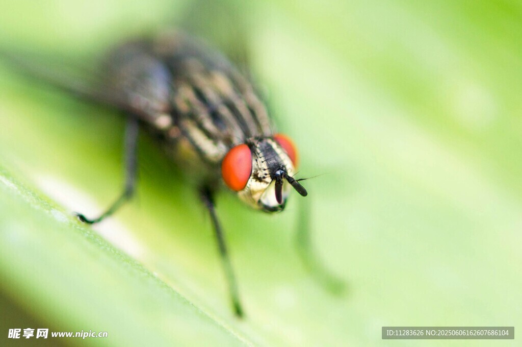 绿叶上的红眼苍蝇