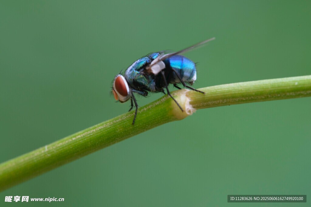 蓝绿相间的苍蝇停在绿枝上