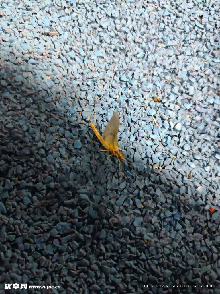 地面上的黄色小虫子