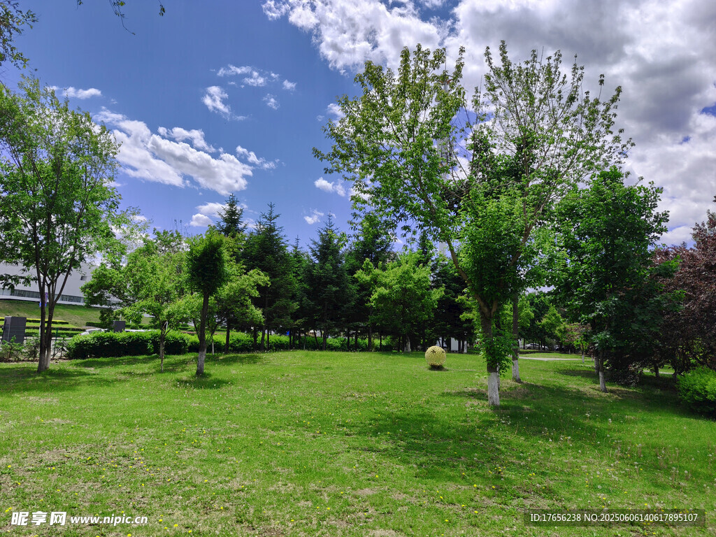 绿意盎然的户外公园景色