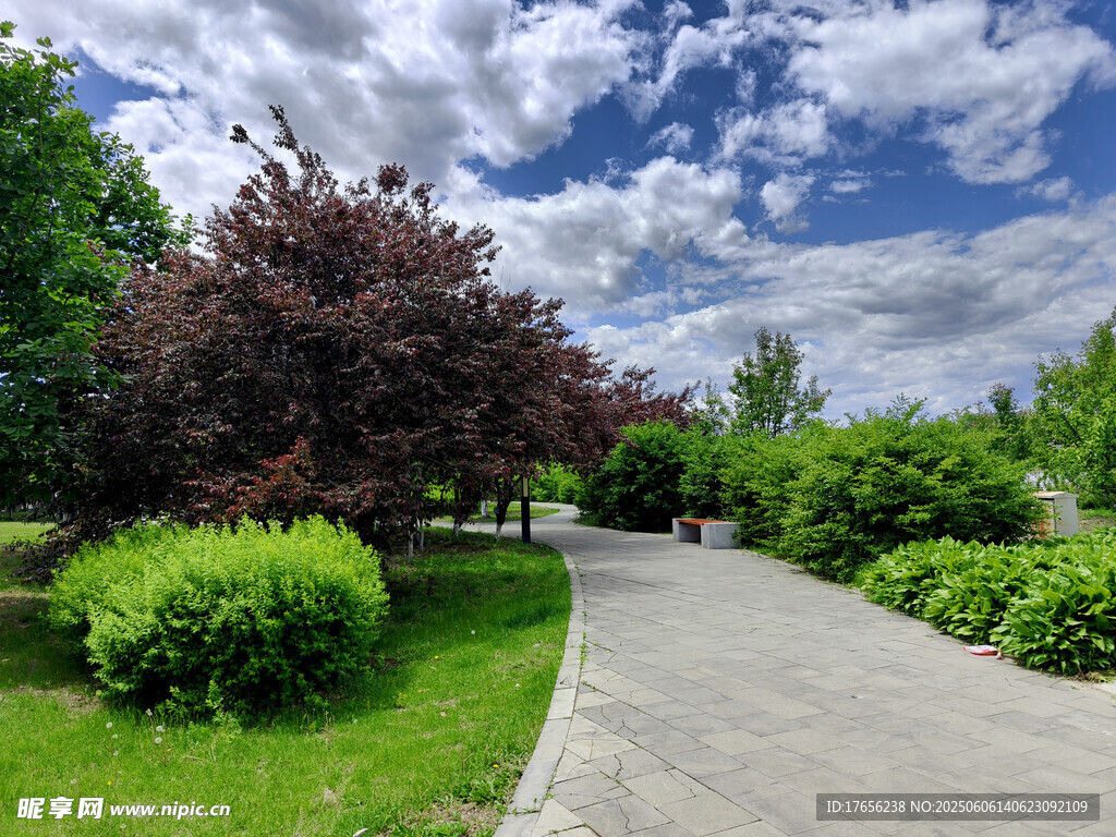 林间小径绿意盎然的景致