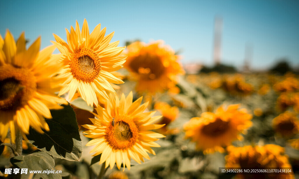 灿烂向日葵花海