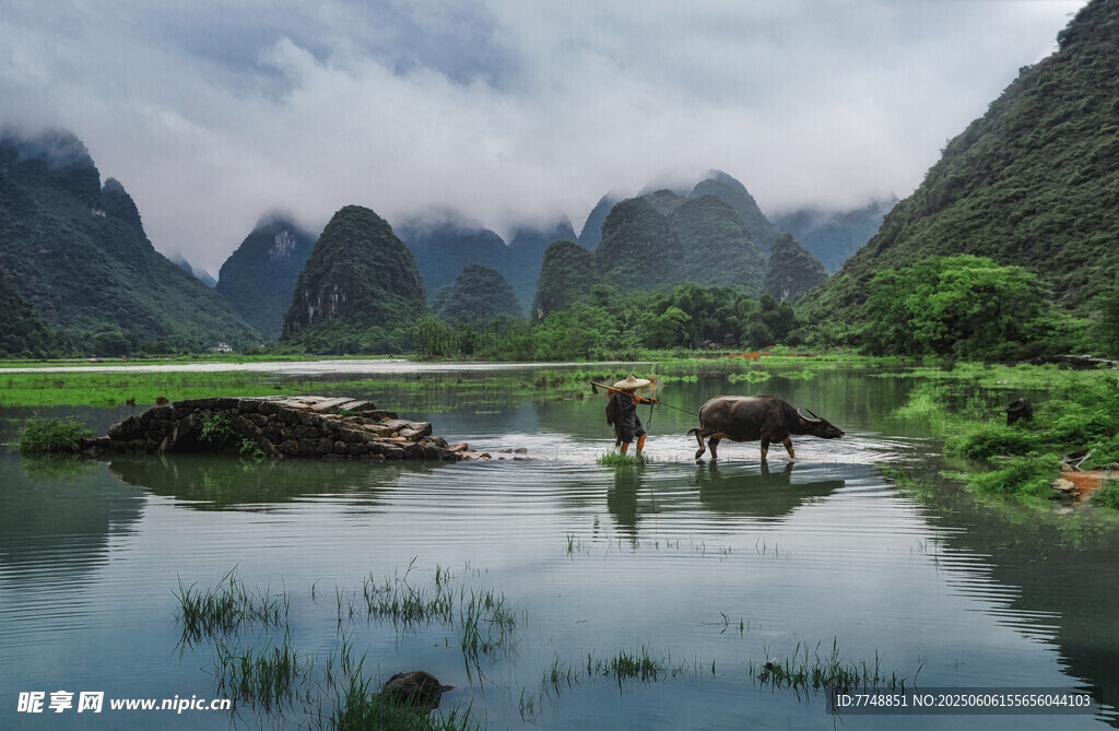 山水间的牧牛田园景致