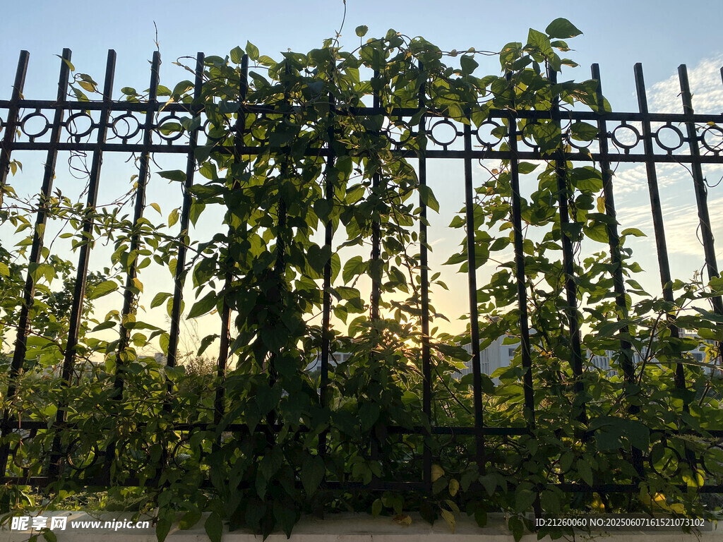 铁艺围栏上的繁茂绿植