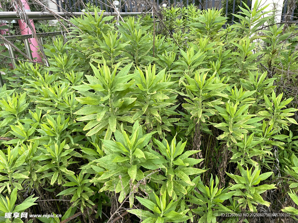 加拿大一枝黄花