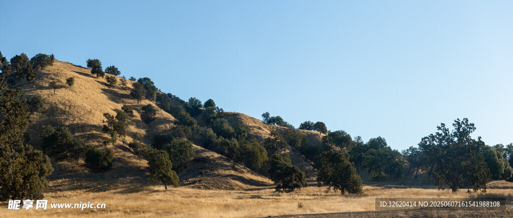 山丘 树木