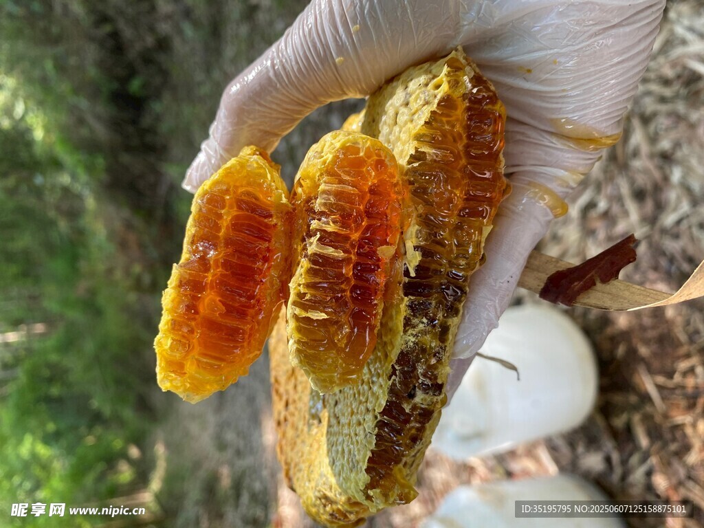 手持蜂巢展示天然蜂产品