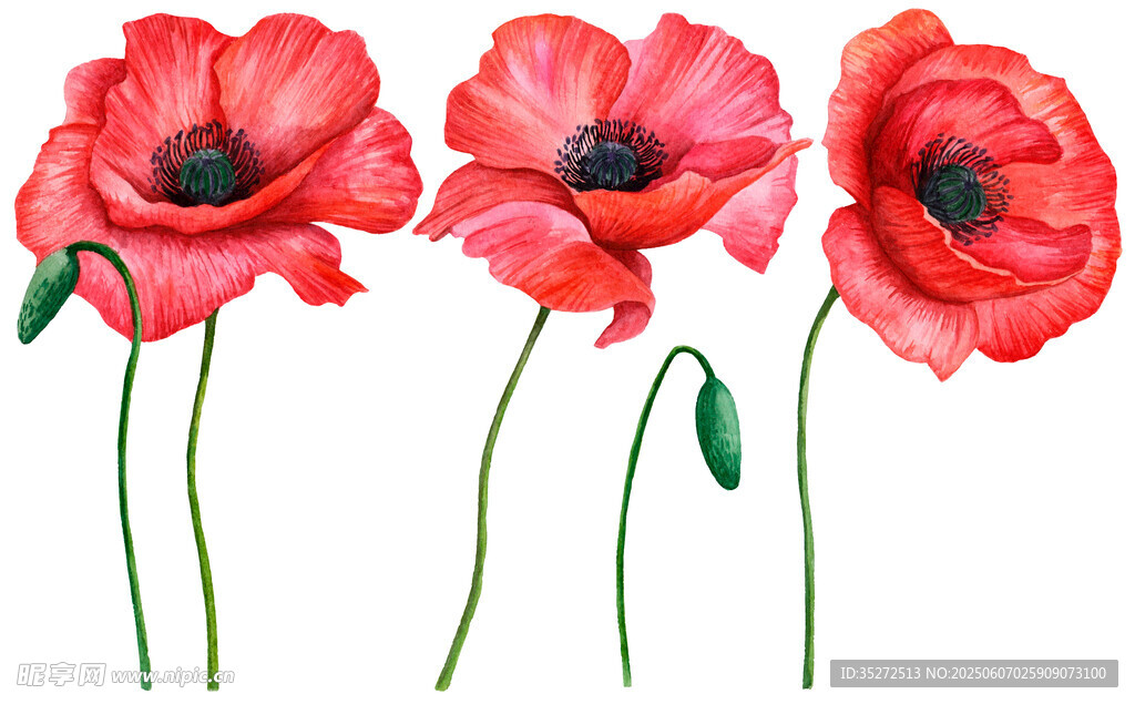 三朵鲜艳红色虞美人花