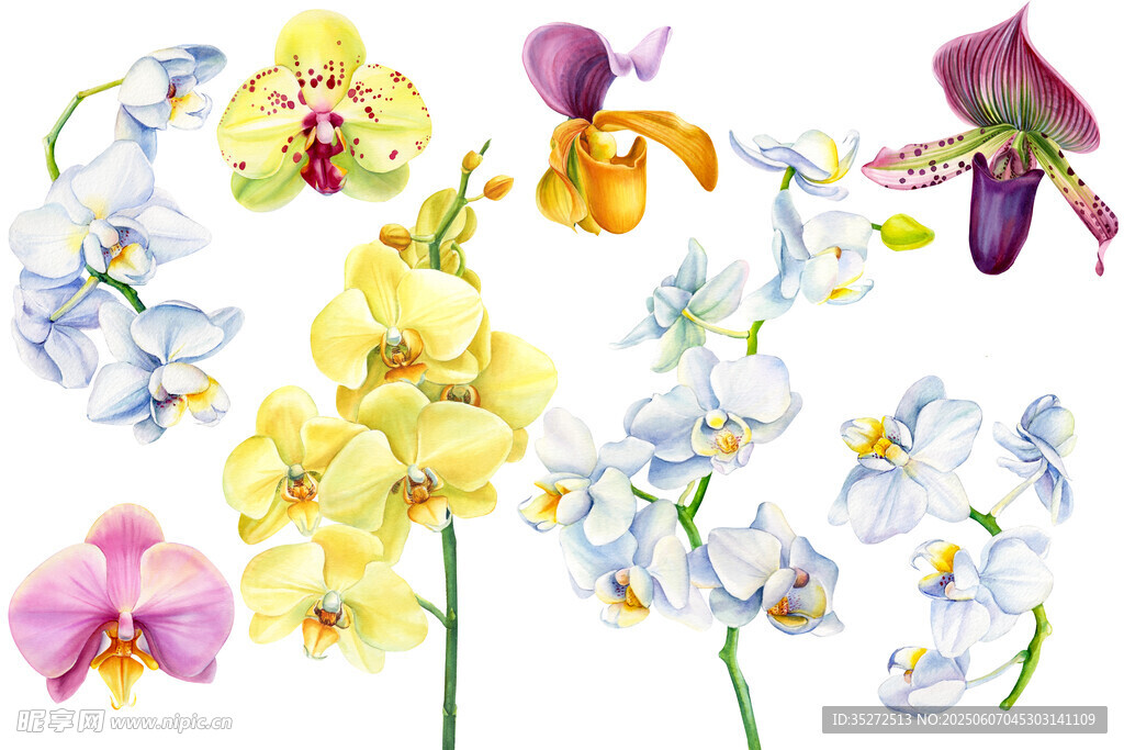 多彩兰花花卉插画