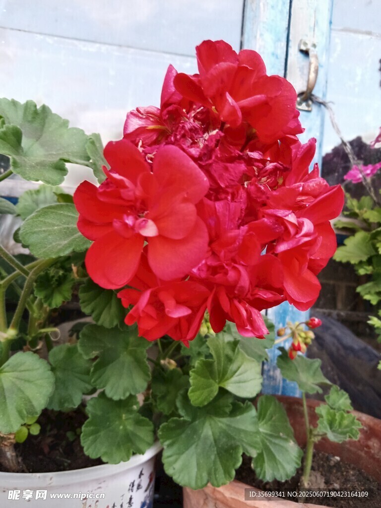 鲜艳红天竺葵盆栽花卉