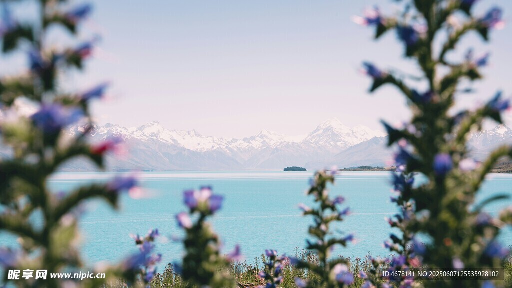 湖畔蓝花映碧海美景