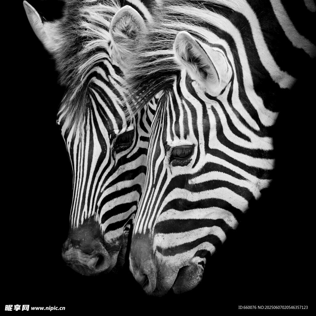 亲密依偎的斑马装饰画