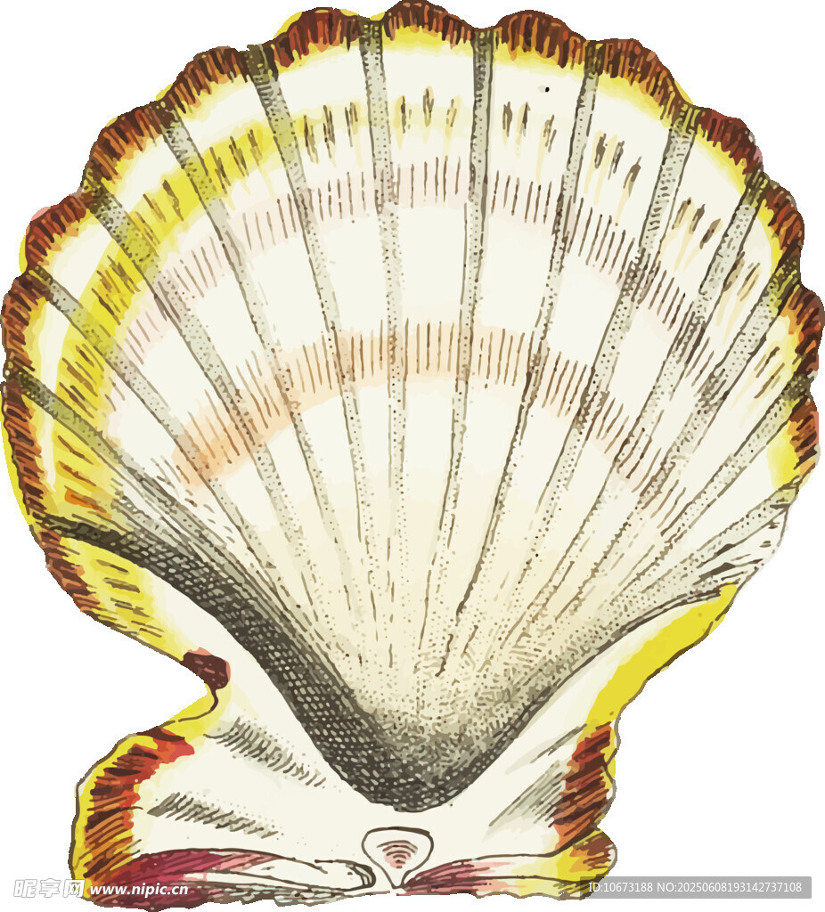 彩色扇贝贝壳插画