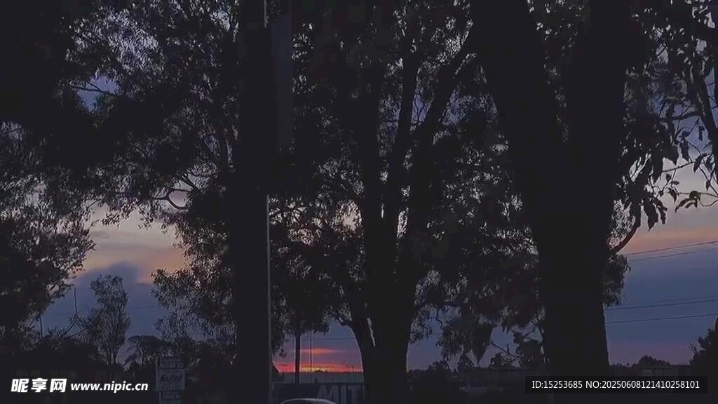 黄昏下的树木剪影美景