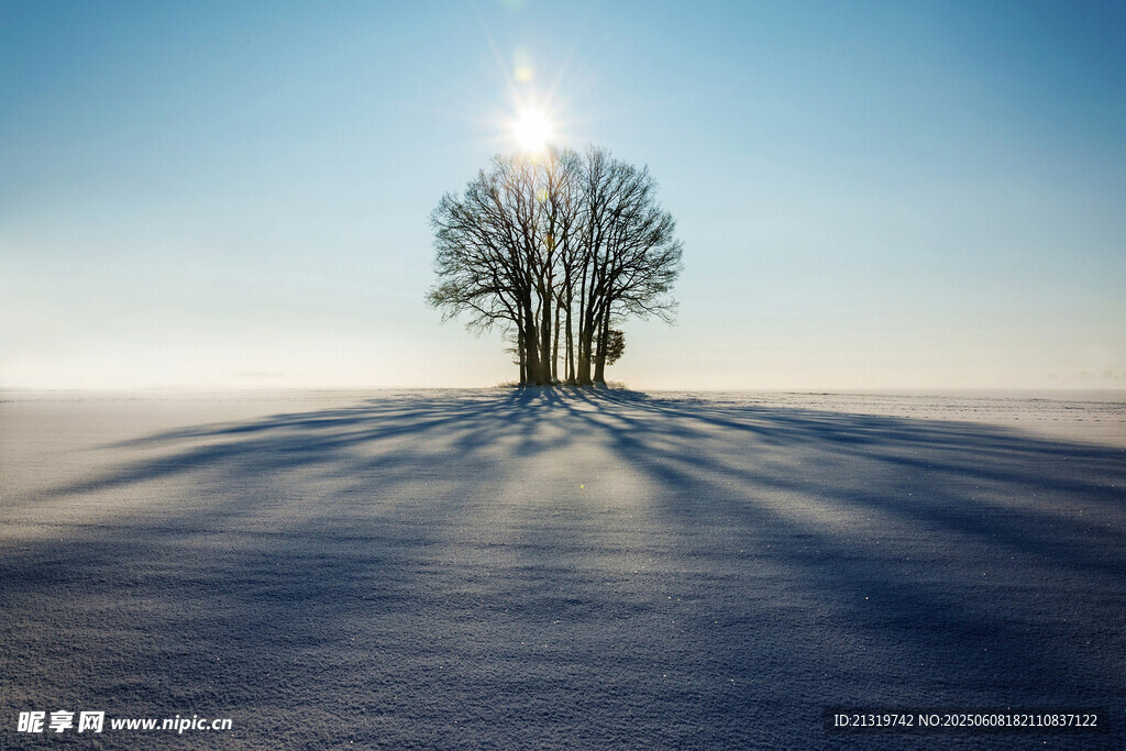 冬日孤树映暖阳