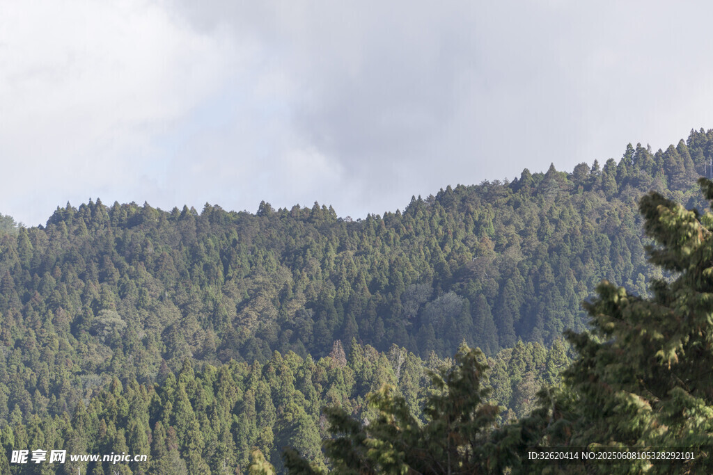 山林 树木