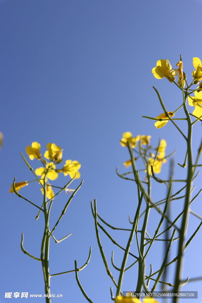 蓝天映衬下的黄色油菜花