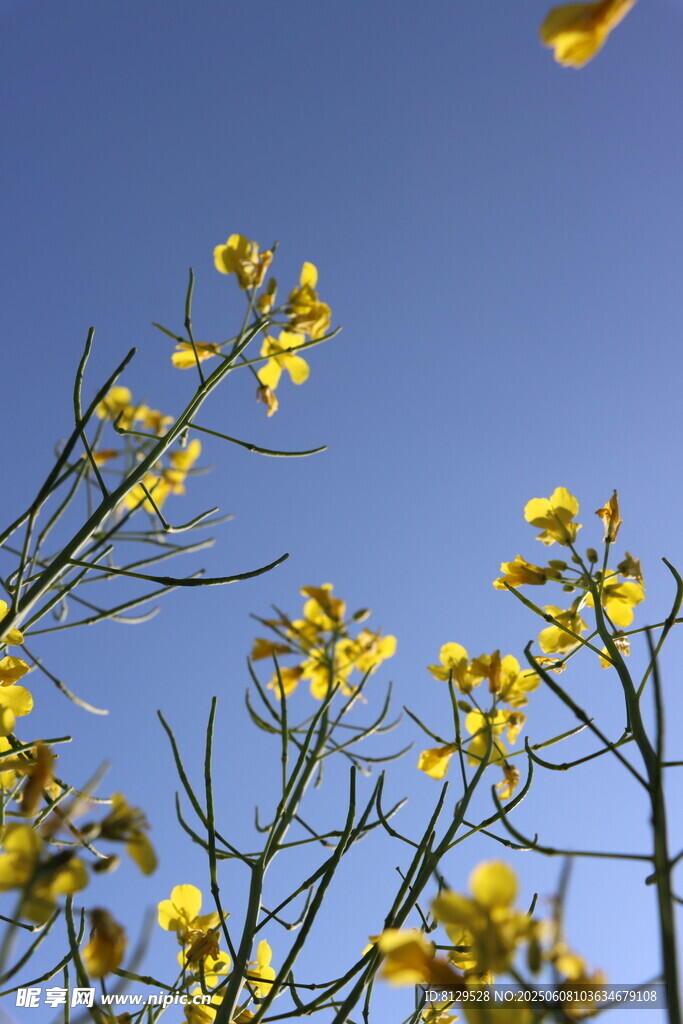 蓝天映衬下的灿烂油菜花
