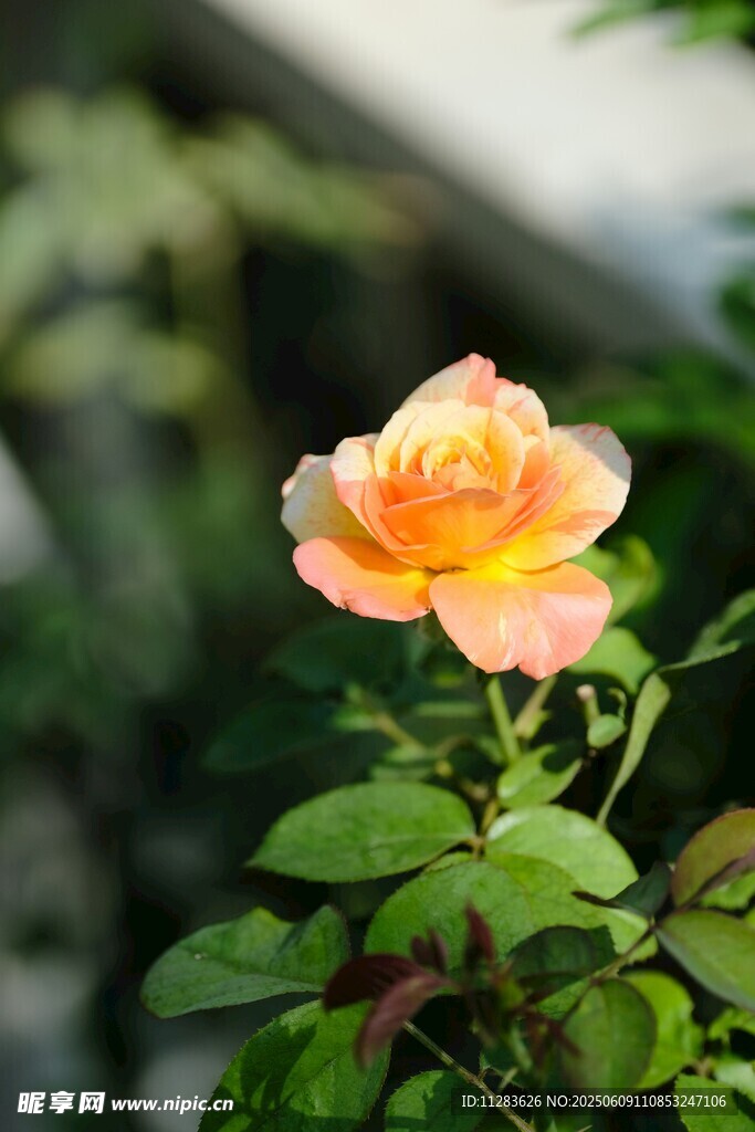 娇艳黄月季绽放绿叶间