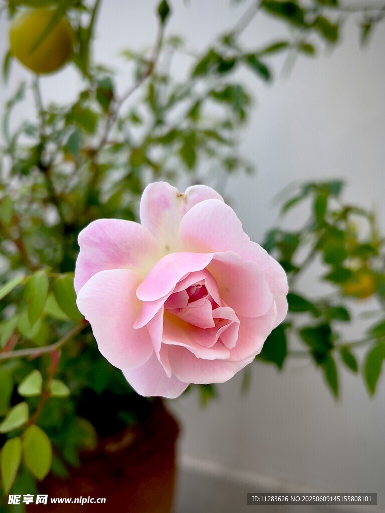 粉色娇艳月季花特写